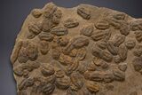 Mortality Plate Of Large Asaphid Trilobites - Museum Display #322786-1